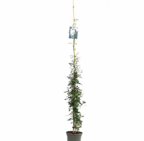 0 - Jasminum officinale Pot de 9 litres -140/160 cm - Image 2