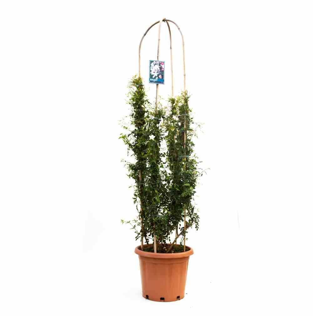 0 - Jasminum officinale Pot de 9 litres -140/160 cm - Image 3