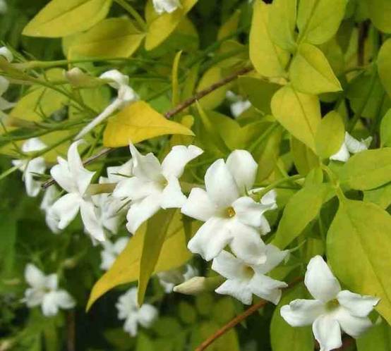 0 - Jasminum officinale Pot de 9 litres -140/160 cm - Image 1