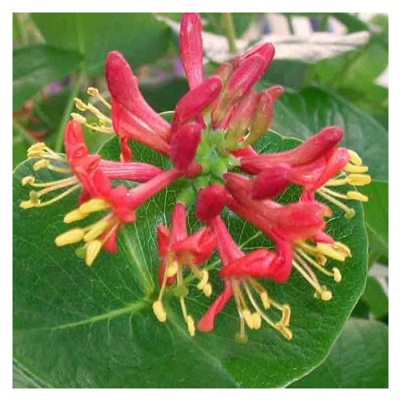 Chèvrefeuille Firecracker® à fleurs Rose - feuillage Semi-Persistant - Godet - 5/10 cm- hauteur à maturité De 2,00 m à 2,50 m - Image 3