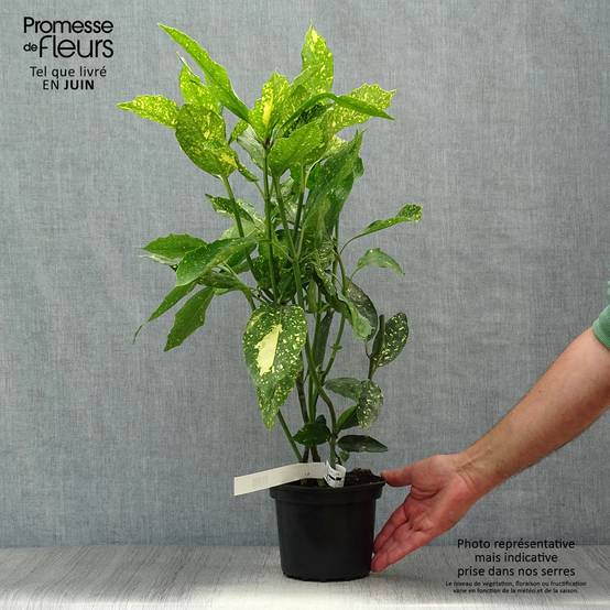 Promesse de Fleurs - Aucuba japonica Crotonifolia Pot de 2L/3L - Image 2