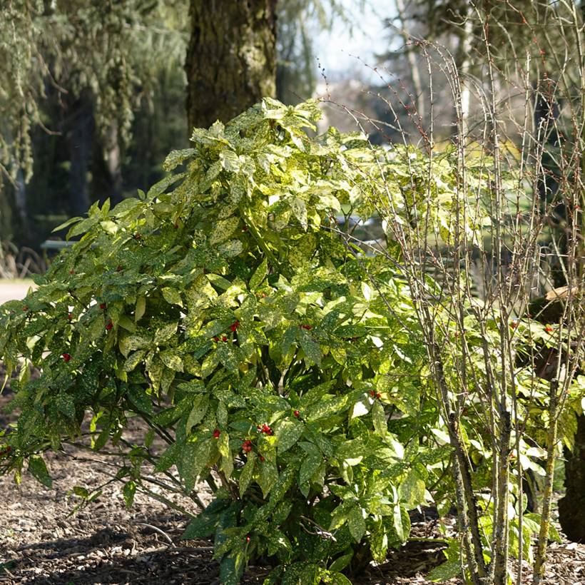 Aucuba japonica Crotonifolia Pot de 2L/3L