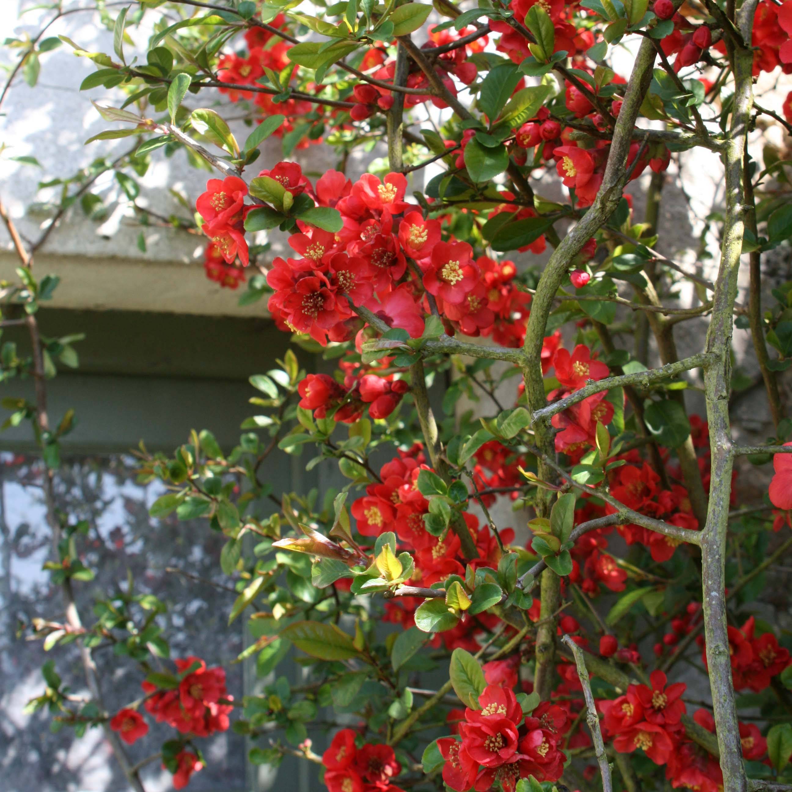 Promesse de Fleurs - Cognassier du Japon Fire dance - Chaenomeles × superba Godet de 8/9 cm