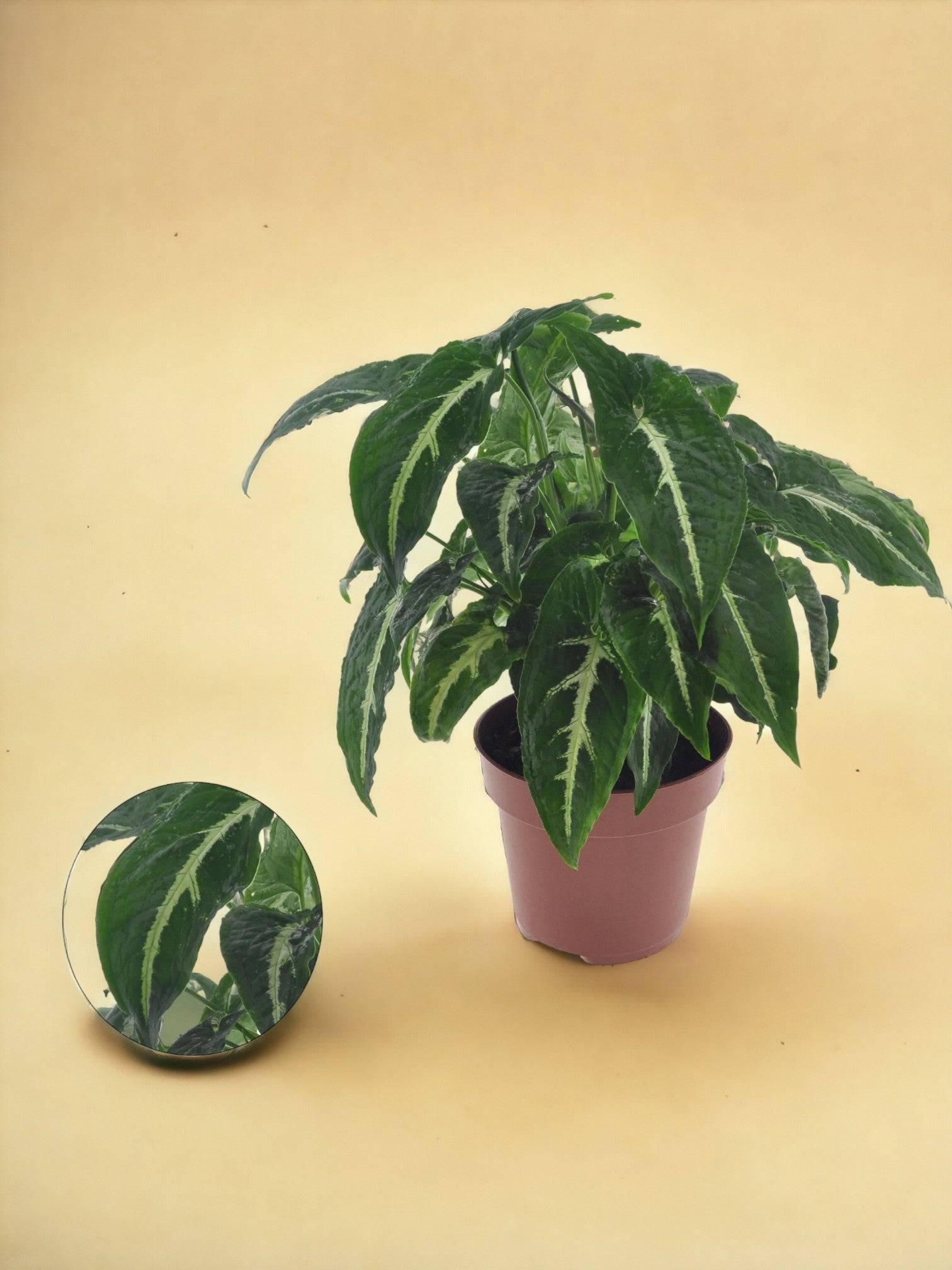 Syngonium - Le tracé- La Green Touch