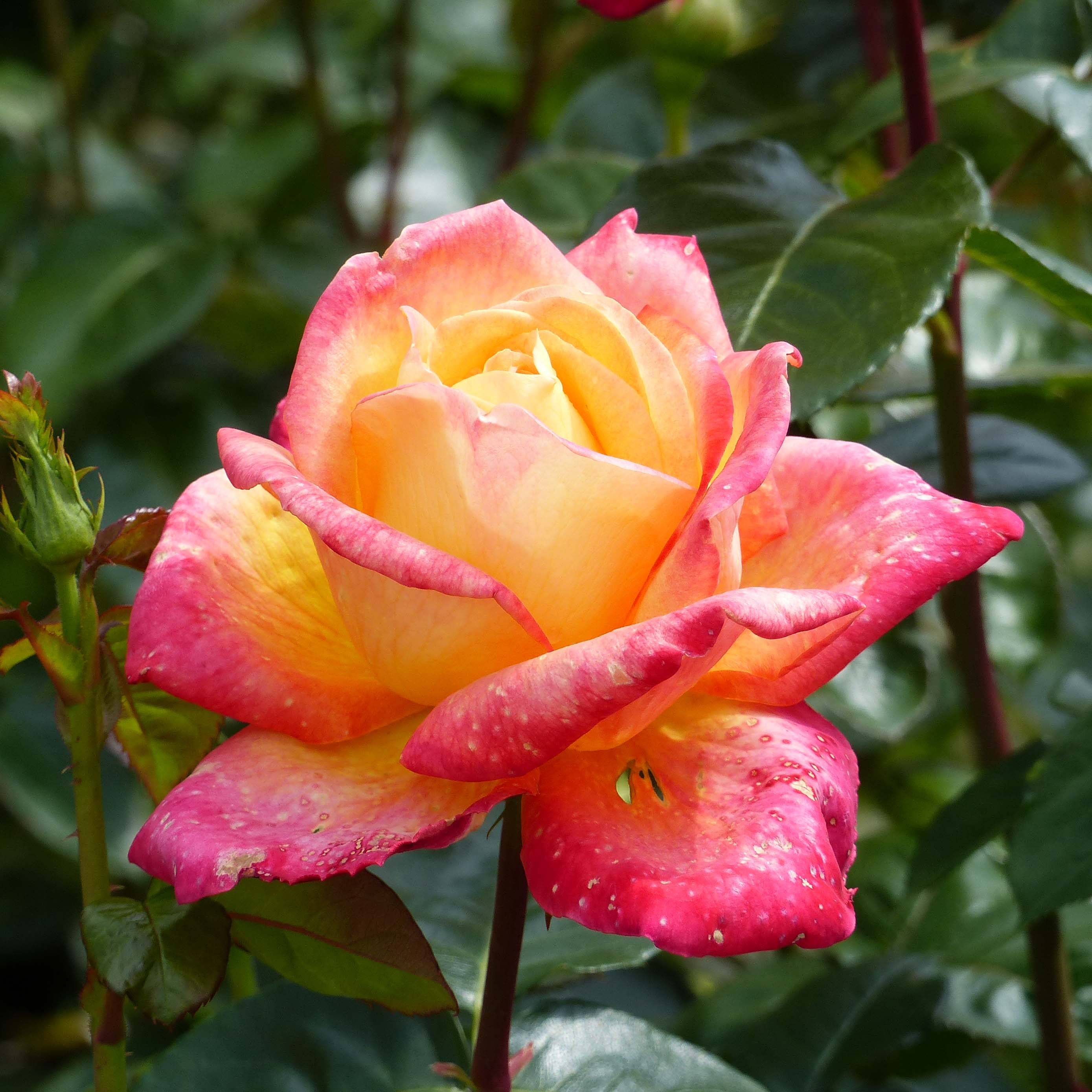 Promesse de Fleurs - Rosier à grandes Fleurs Oriental Peace Racines nues en motte
