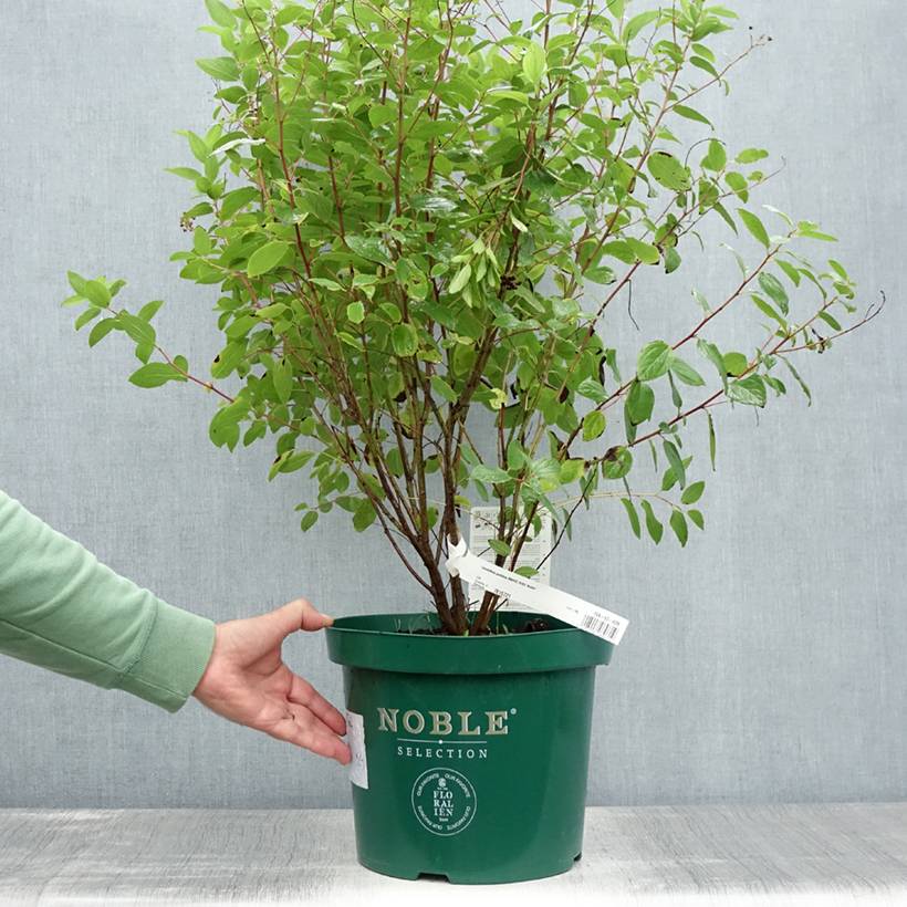Céanothe pallidus Marie Rose - Lilas de Californie Pot de 7,5L/10L - Image 2