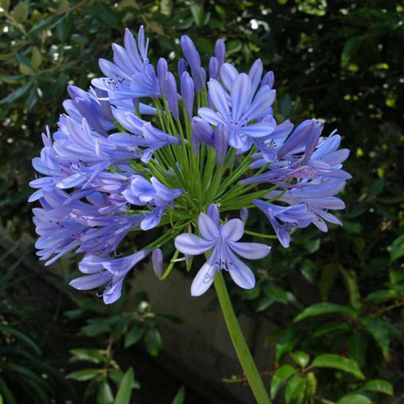 Agapanthe umbellatus Bleue (anciennement africanus) à fleurs Bleue - feuillage Semi-Persistant - Pot de 4.5L - 30/60 cm-  hauteur à maturité De 0,50 m - Image 1