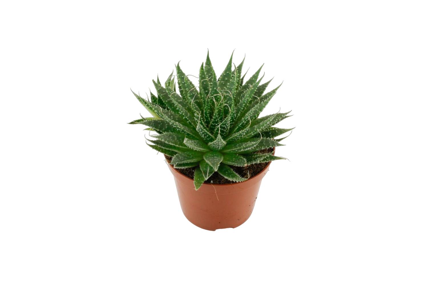 La Green Touch - Aloë Aristata h20.0cm- La Green Touch