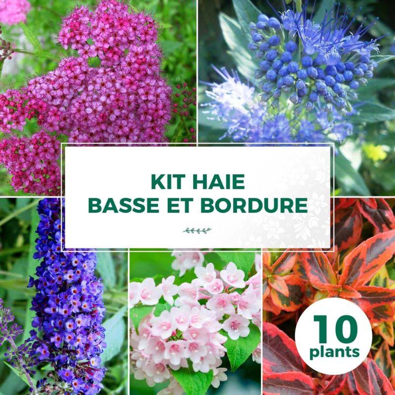 Haie Basse et Bordure - 10 arbustes - - Pépinières Naudet - Image 1