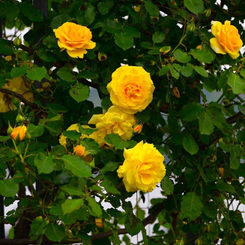 Rosier Grimpant 'All Gold' (Rosa 'All Gold') - Racines nues - Grimpant 60 à 80cm - Pépinières Naudet - Imagen 2