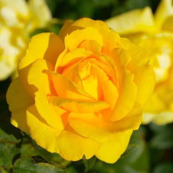 Rosier Grimpant 'All Gold' (Rosa 'All Gold') - Racines nues - Grimpant 60 à 80cm - Pépinières Naudet - Image 1