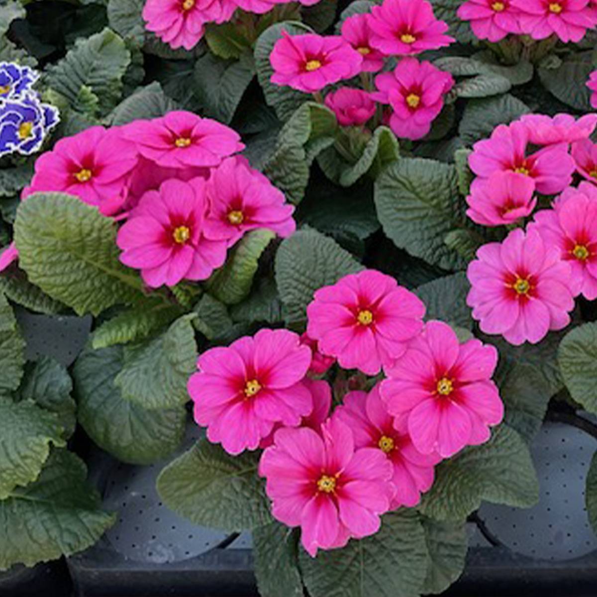 Promesse de Fleurs - Primevère Raesberry Rose - Primula polyanthus  Mini-motte Ø 1,5/2,5 cm