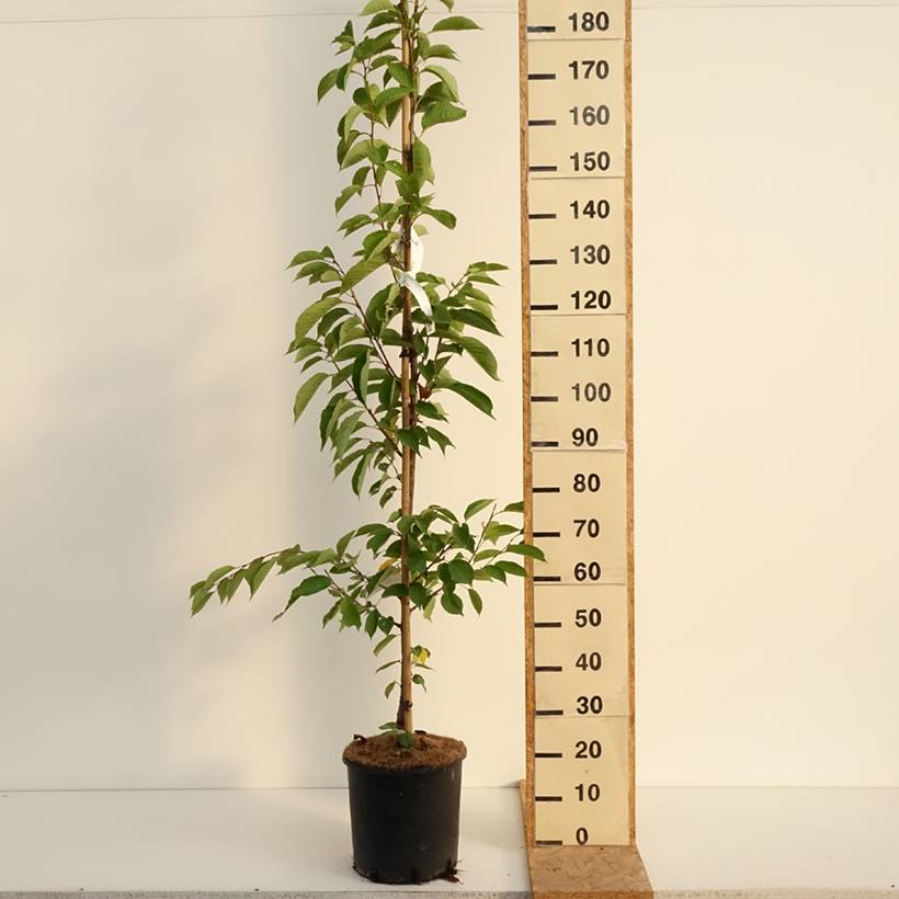 Cerisier à fleurs - Prunus yedoensis Pot de 12L/15L - Image 2