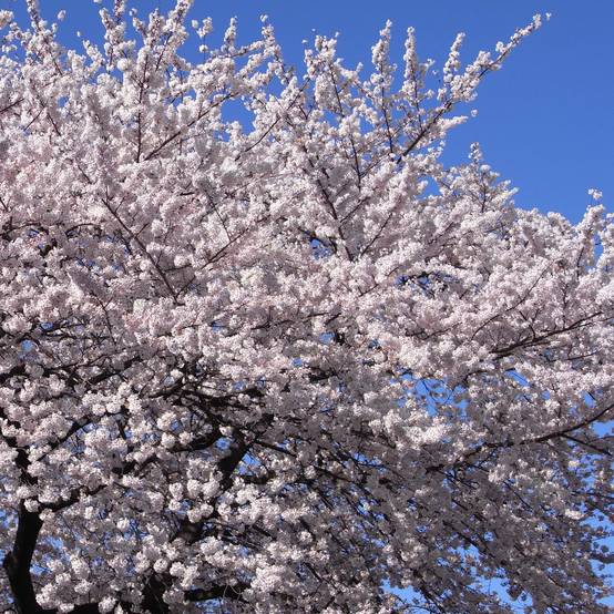 Cerisier à fleurs - Prunus yedoensis Pot de 12L/15L - Image 1