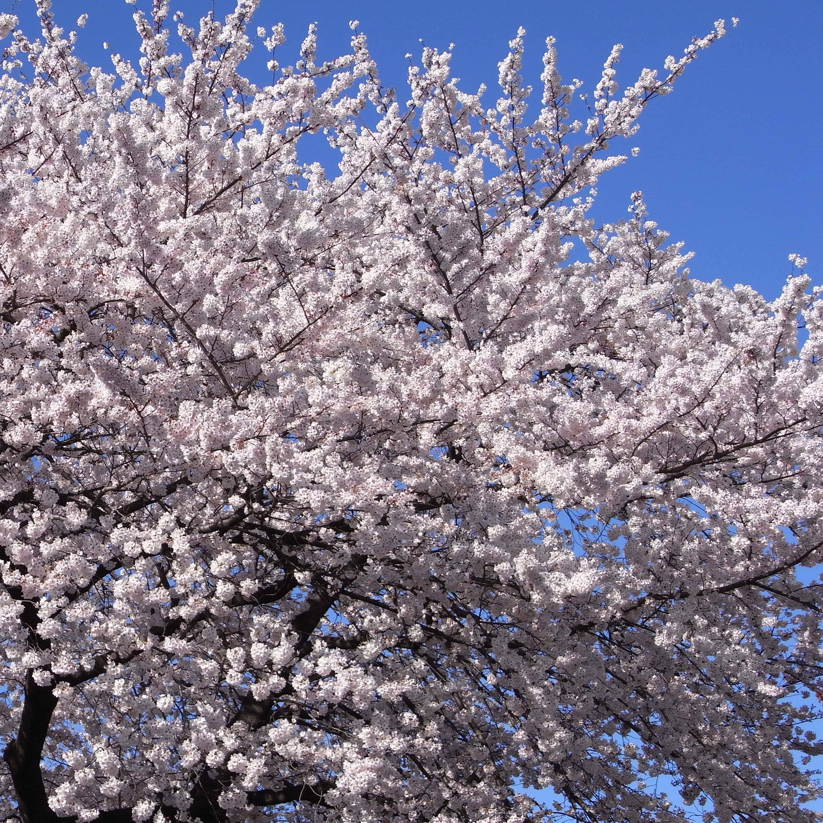 Cerisier à fleurs - Prunus yedoensis  Pot de 12L/15L - Image 1