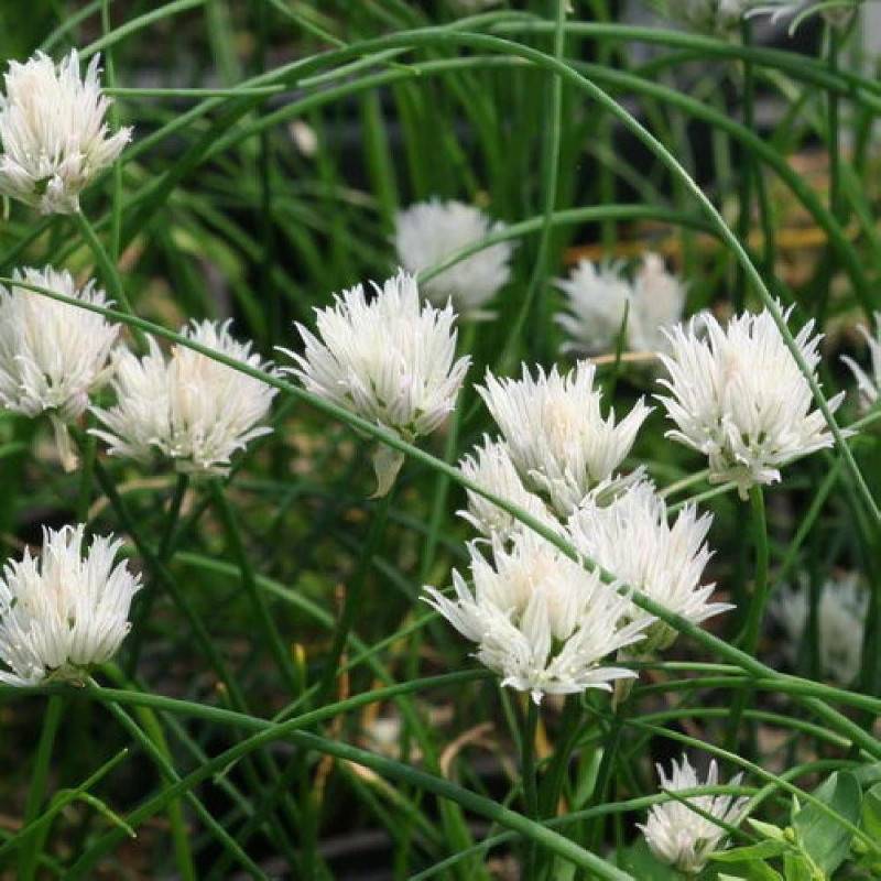 Ciboulette blanche Corsican White à fleurs Blanche - feuillage Caduc - Godet - 5/20 cm-  hauteur à maturité De 0,15 m à 0,50 m - Imagen 1