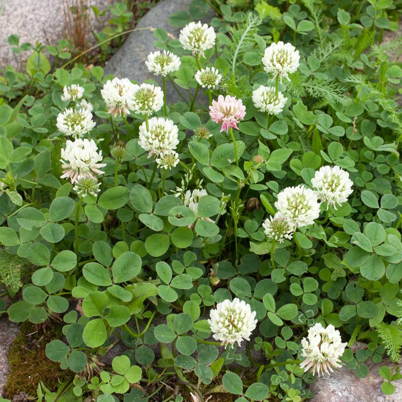 Trèfle blanc - Engrais vert pour 250 m?