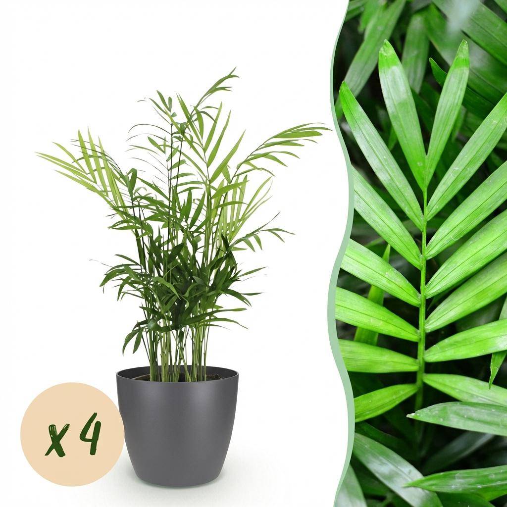 Chamaedorea elegans - Pet-friendly - Pot de 12cm - Hauteur 15cm - 4 plantes - Gris - Plantes d'intérieur - Image 1