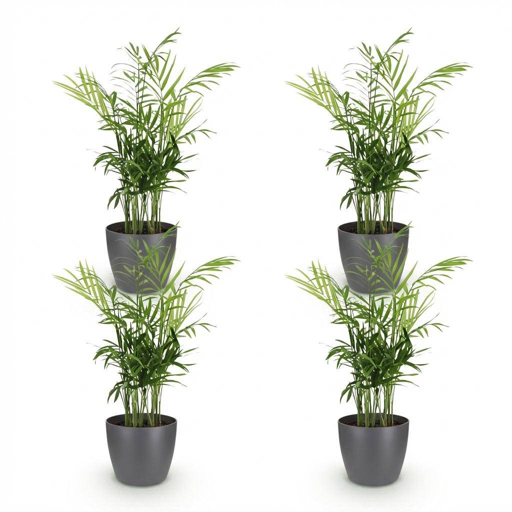 Chamaedorea elegans - Pet-friendly - Pot de 12cm - Hauteur 15cm - 4 plantes - Gris - Plantes d'intérieur - Image 2