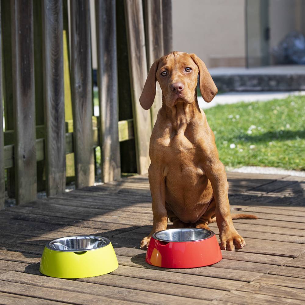 Ferplast - Ferplast Gamelle pour chien Gamelle pour chat Jolie - Gamelles pour chien en acier inoxydable pour l'eau et la nourriture avec support en plastique, - Imagen 3