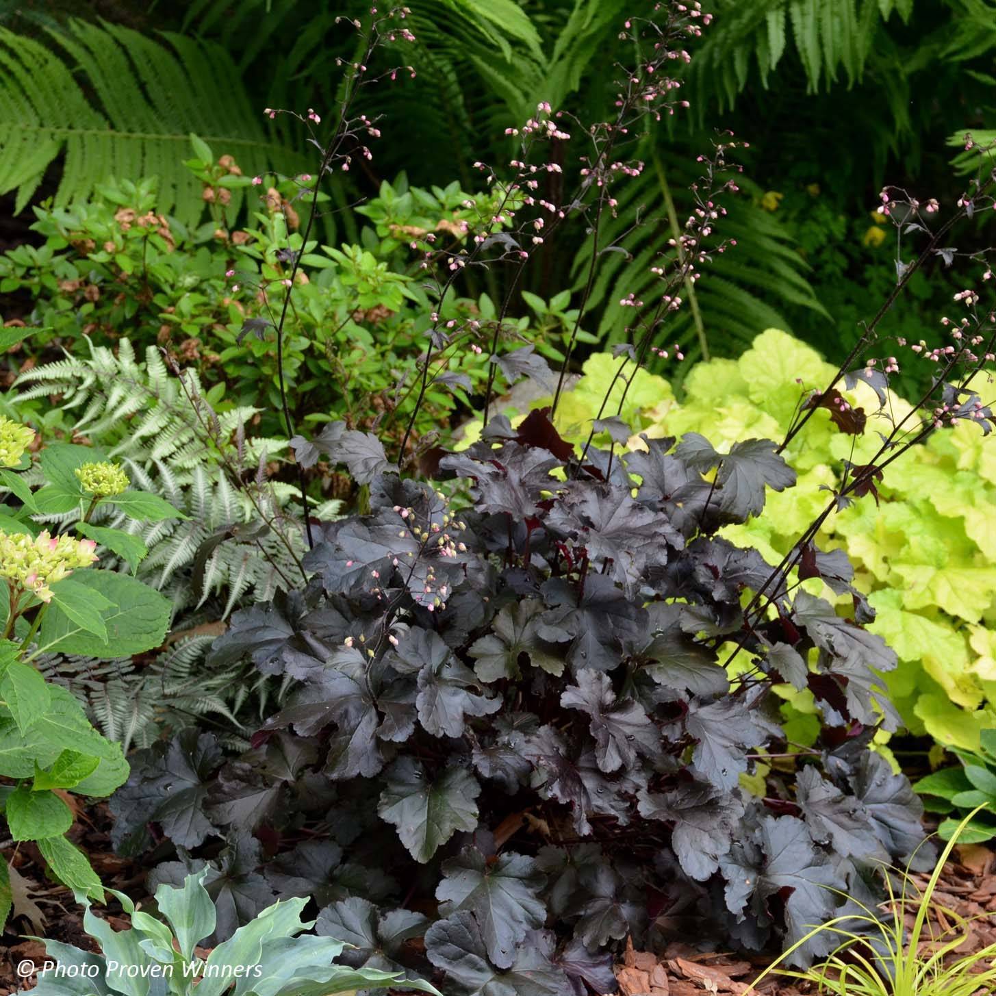 Promesse de Fleurs - Heuchère - Heuchera Black Pearl  Godet de 8/9 cm