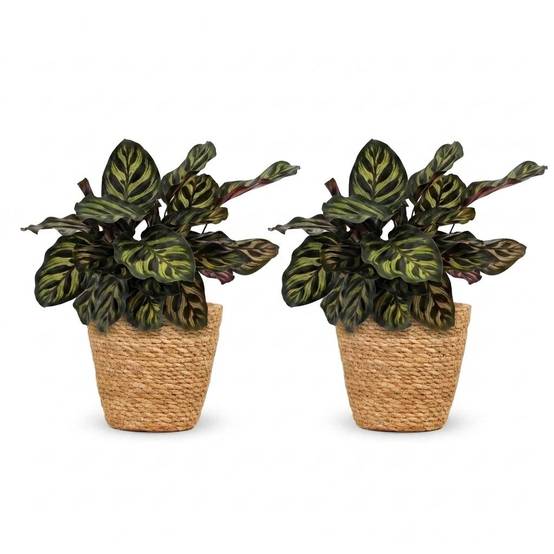 Calathea Makoyana - Plante Paon - Pot de 12cm - Hauteur 25cm - 2 plantes - Panier - Plantes d'intérieur - Image 2