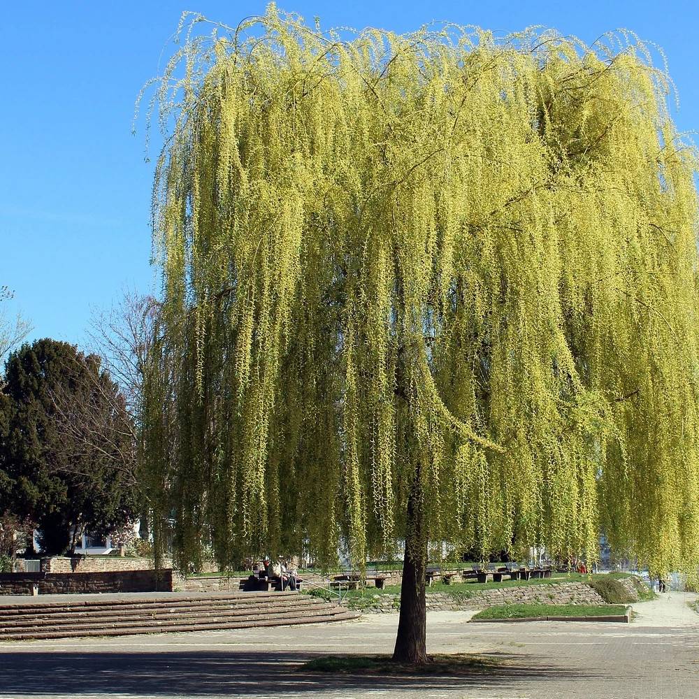 Saule blanc pleureur, Salix - Pot de 15L - 1/2 tige