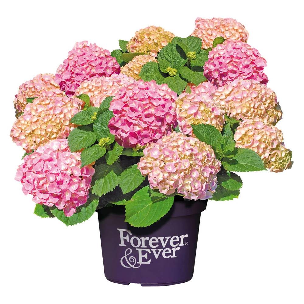 Hortensia Forever&Ever® Rose, Hydrangea macrophylla à fleurs Rose/ - feuillage Caduc - Pot de 5L - Touffe - Image 1