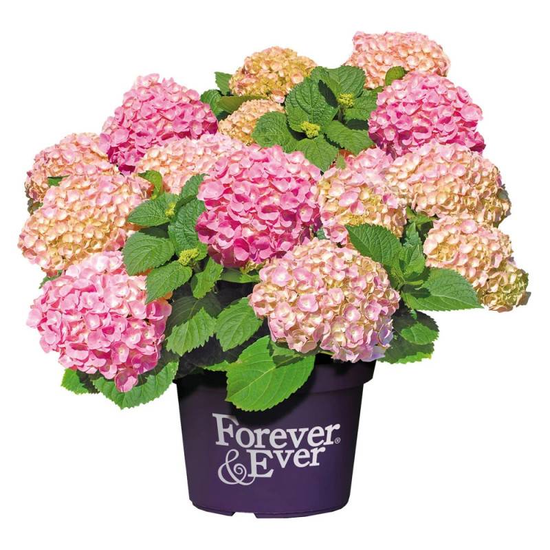 Hortensia Forever&Ever® Rose, Hydrangea macrophylla à fleurs Rose/ - feuillage Caduc - Pot de 5L - Touffe - Image 2