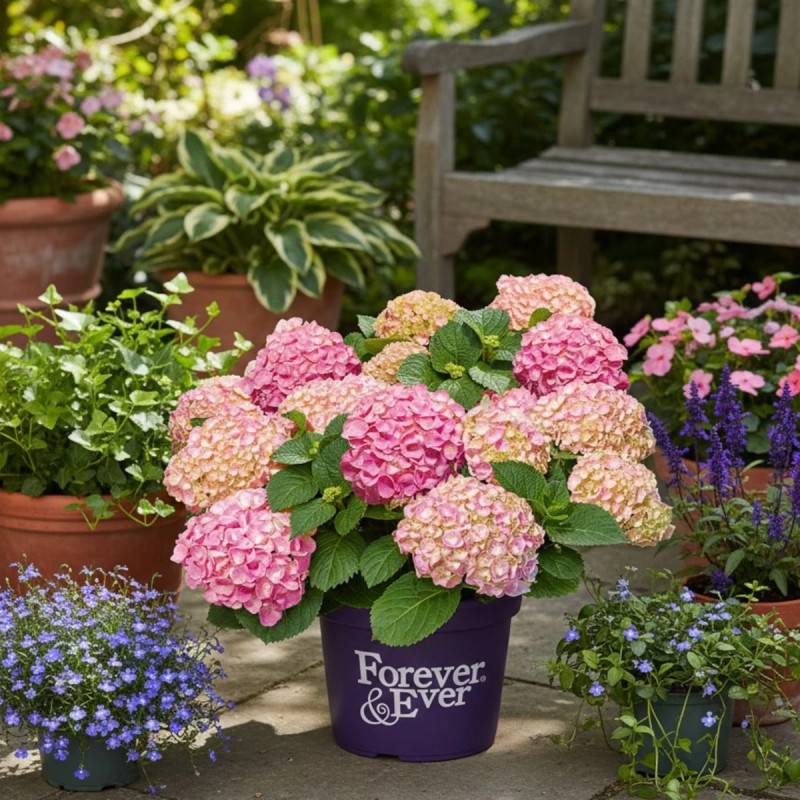 Hortensia Forever&Ever® Rose, Hydrangea macrophylla à fleurs Rose/ - feuillage Caduc - Pot de 5L - Touffe - Image 4