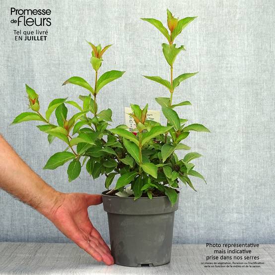 Weigelia hybride Cherry Love Pot de 3L/4L - Image 2