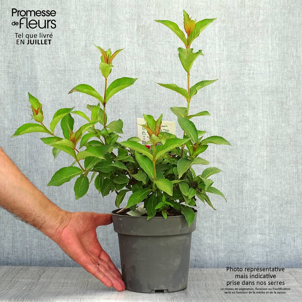 Weigelia hybride Cherry Love Pot de 3L/4L - Image 2