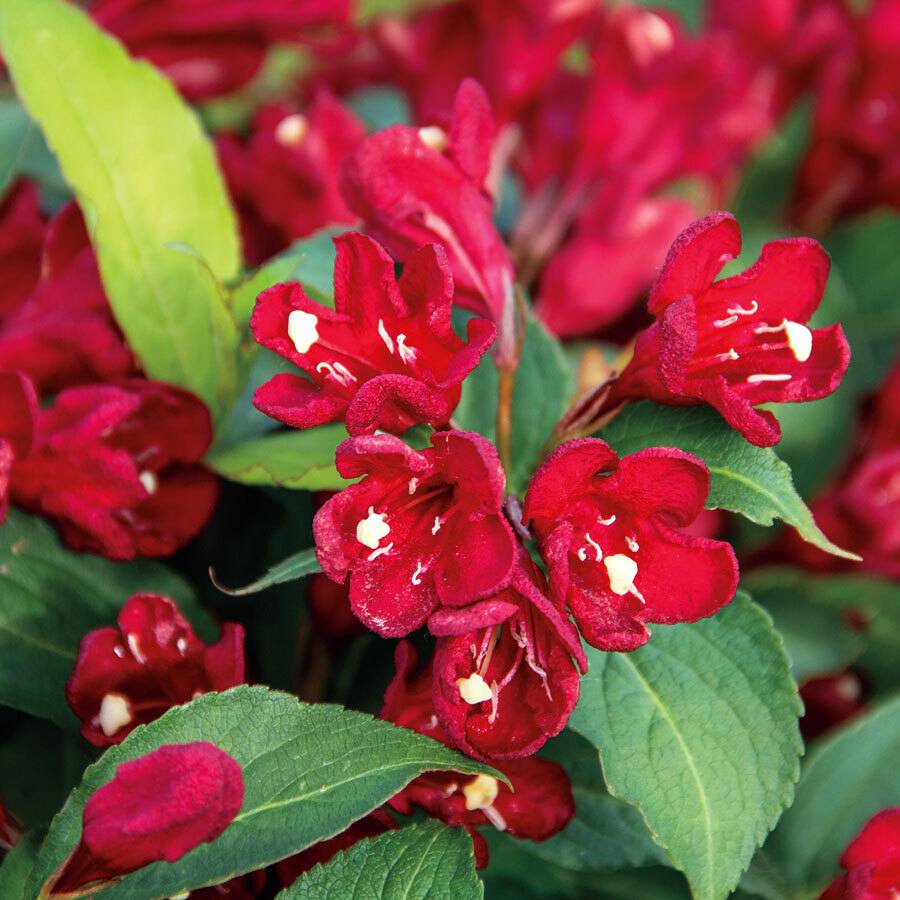 Weigelia hybride Cherry Love Pot de 3L/4L - Image 1
