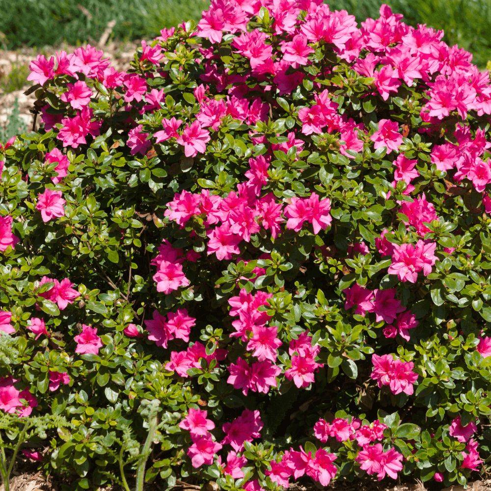 Azalée du Japon Mme Van Hecke, Azalea à fleurs Rose/ - feuillage Persistant - Pot de 3L - 20/40 cm - Image 1