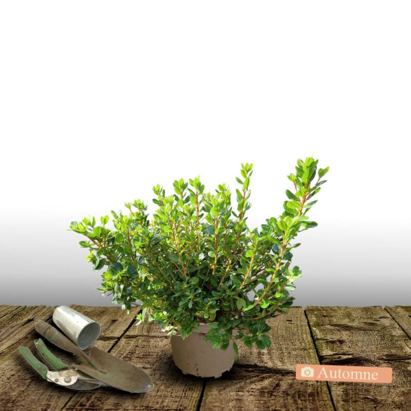 Azalée du Japon Mme Van Hecke, Azalea à fleurs Rose/ - feuillage Persistant - Pot de 3L - 20/40 cm - Image 2