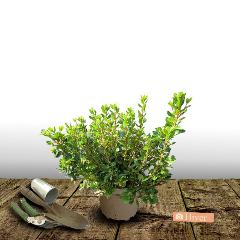 Azalée du Japon Mme Van Hecke, Azalea à fleurs Rose/ - feuillage Persistant - Pot de 3L - 20/40 cm - Image 4