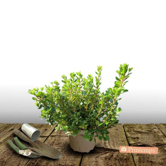 Azalée du Japon Mme Van Hecke, Azalea à fleurs Rose/ - feuillage Persistant - Pot de 3L - 20/40 cm - Image 5