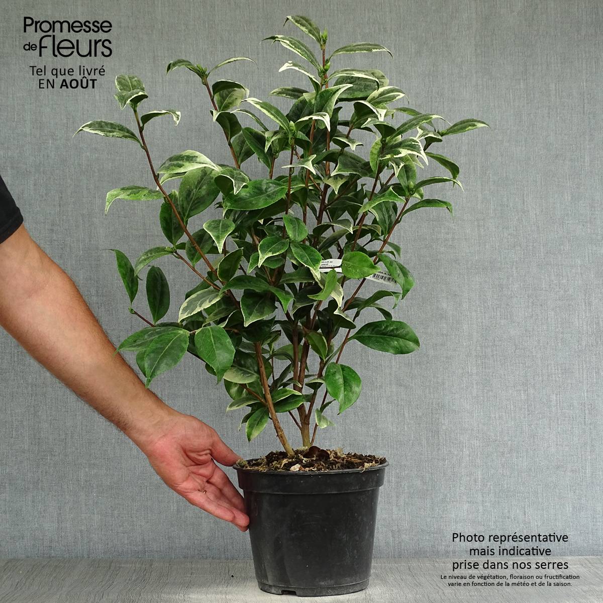 Camlia classique - Camellia Kerguelen Pot de 4L/5L - Jardiland