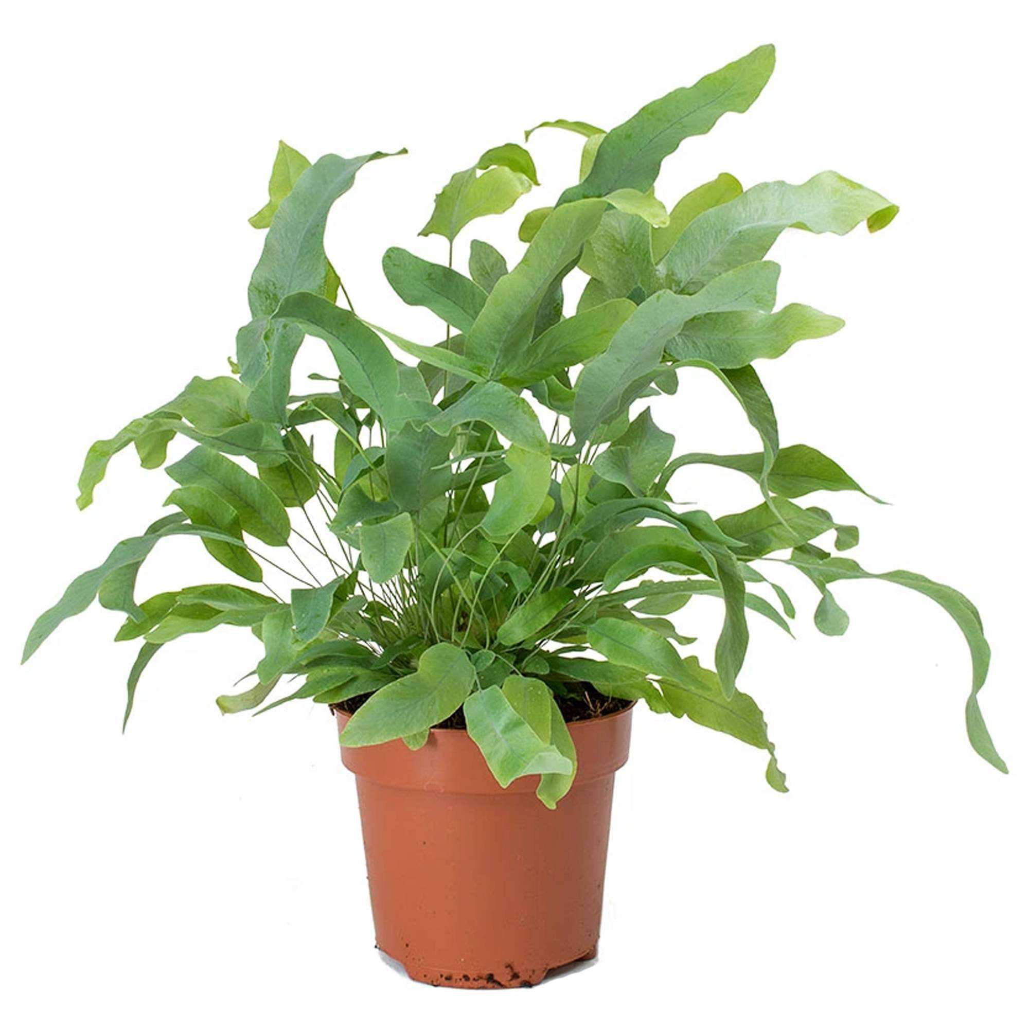 Gardenersdream - Phlebodium Blue Star | Fougère D'Intérieur En Pot À Feuillage Persistant De 25 À 35 Cm - GardenersDream - Imagen 2
