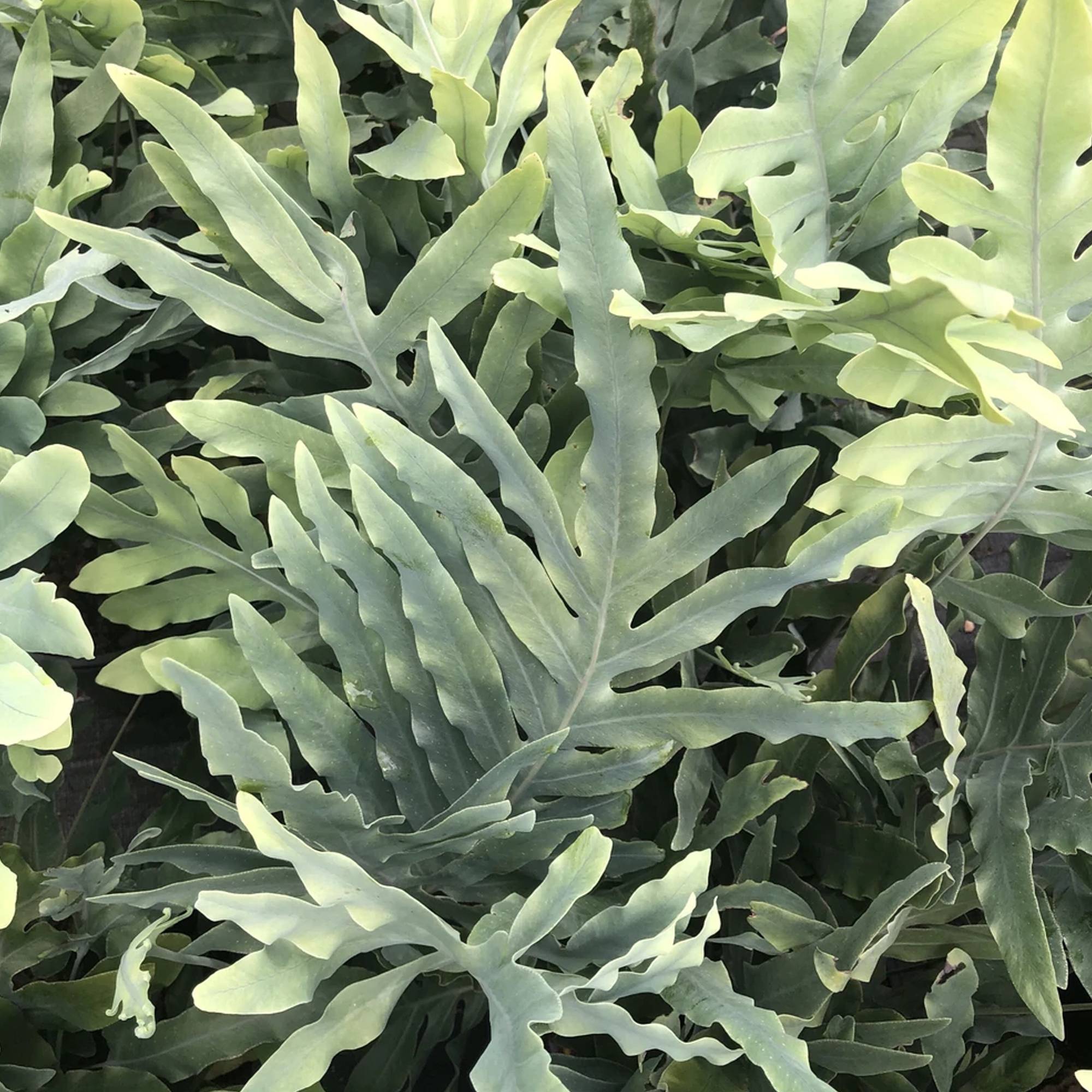 Gardenersdream - Phlebodium Blue Star | Fougère D'Intérieur En Pot À Feuillage Persistant De 25 À 35 Cm - GardenersDream - Imagen 3