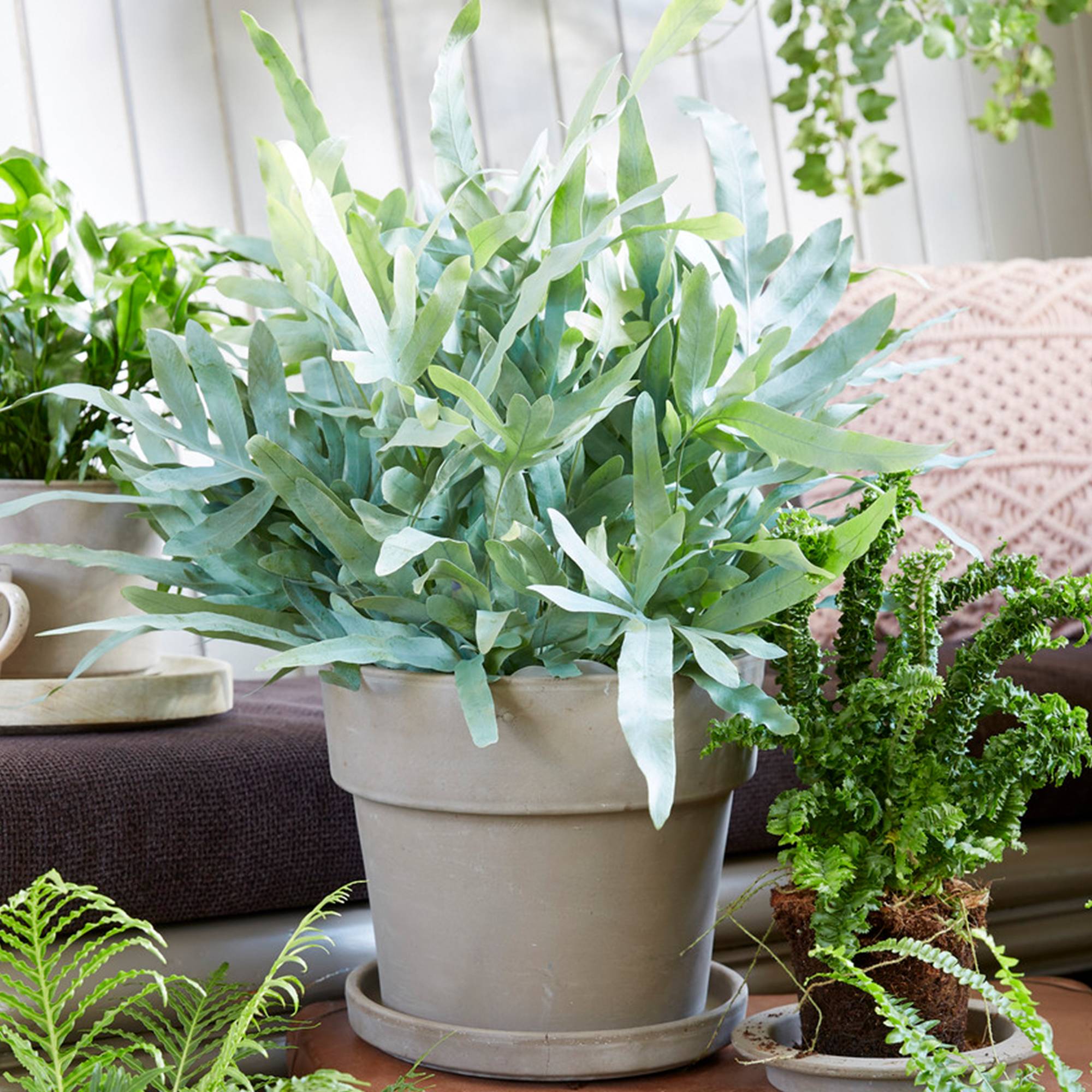 Gardenersdream - Phlebodium Blue Star | Fougère D'Intérieur En Pot À Feuillage Persistant De 25 À 35 Cm - GardenersDream - Imagen 1
