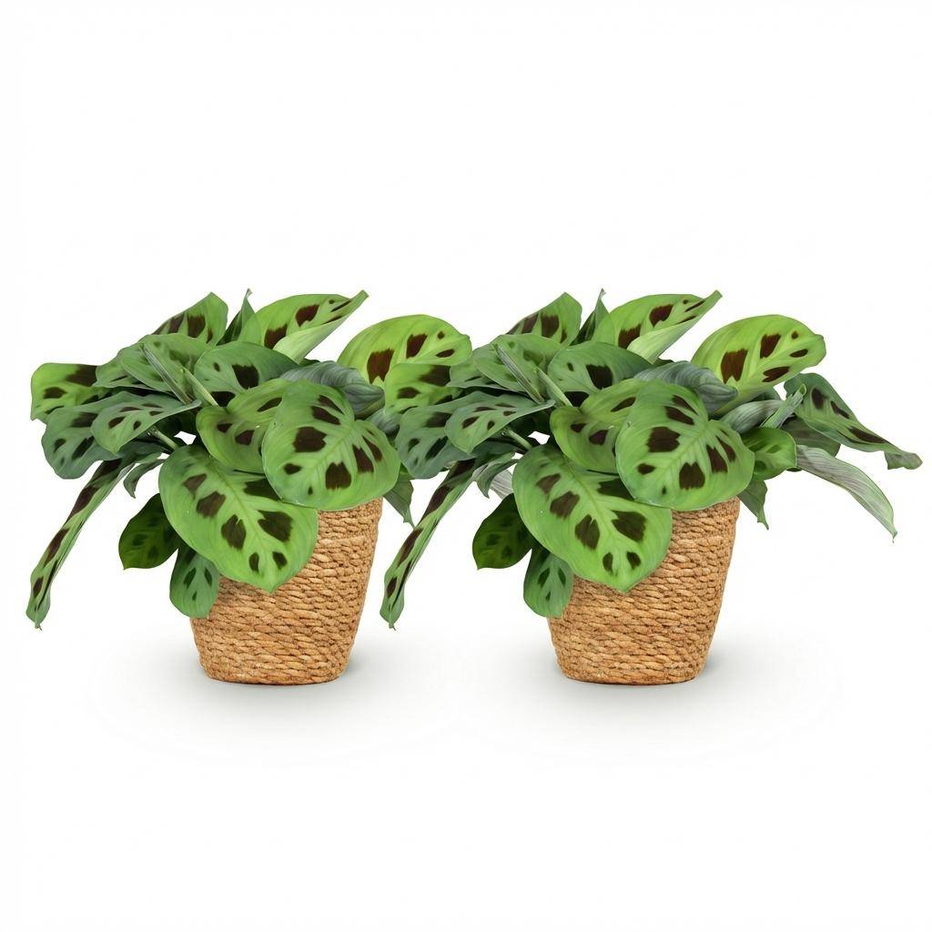 Maranta Fascinator Kerchoveana - H35cm - Image 4