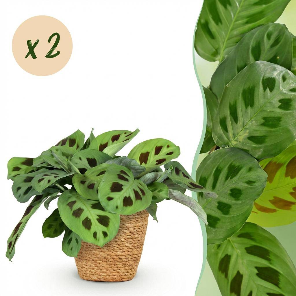 Maranta Fascinator Kerchoveana - H35cm - Image 2