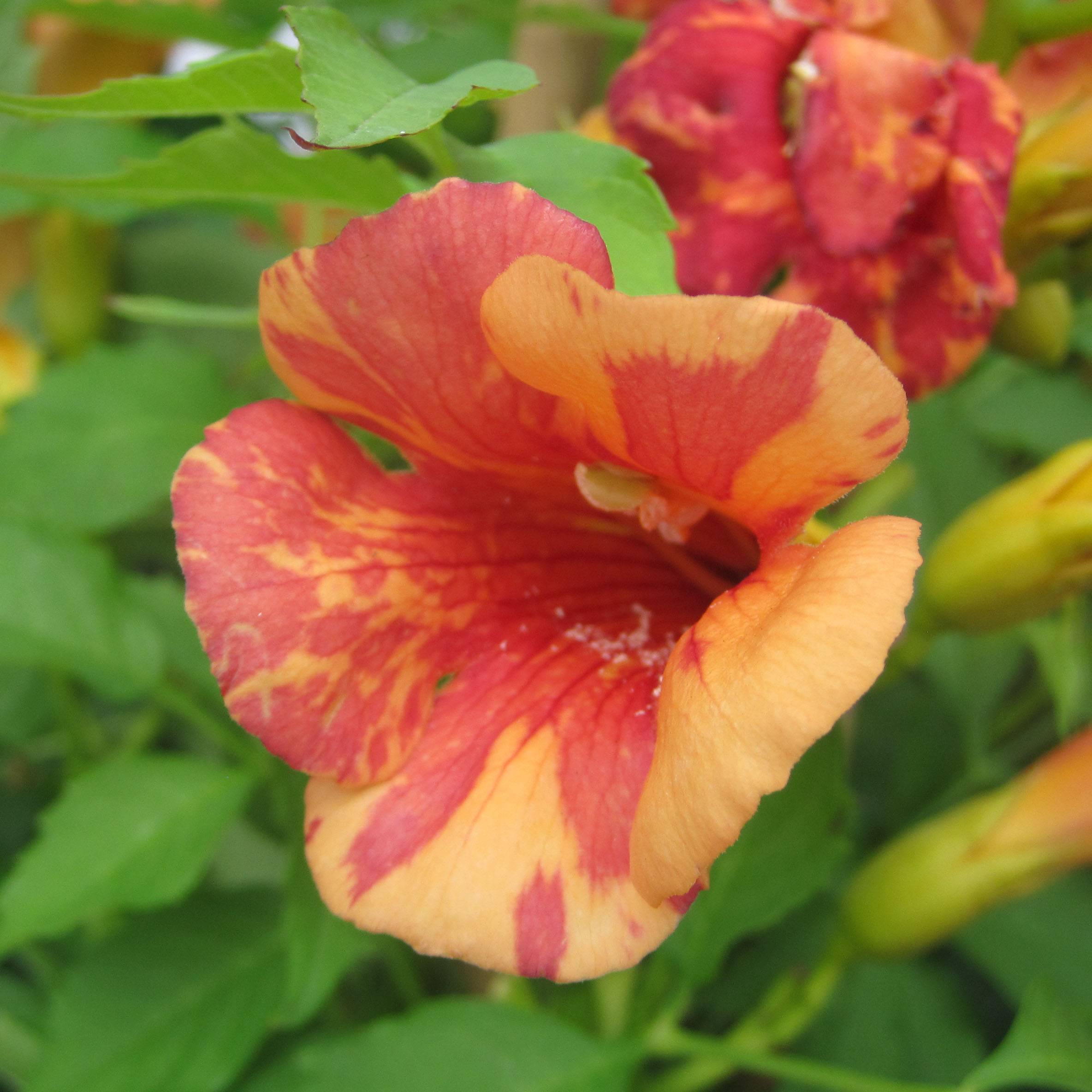 Promesse de Fleurs - Bignone Orangeade - Campsis x tagliabuana Tracamp Pot de 6L/7L