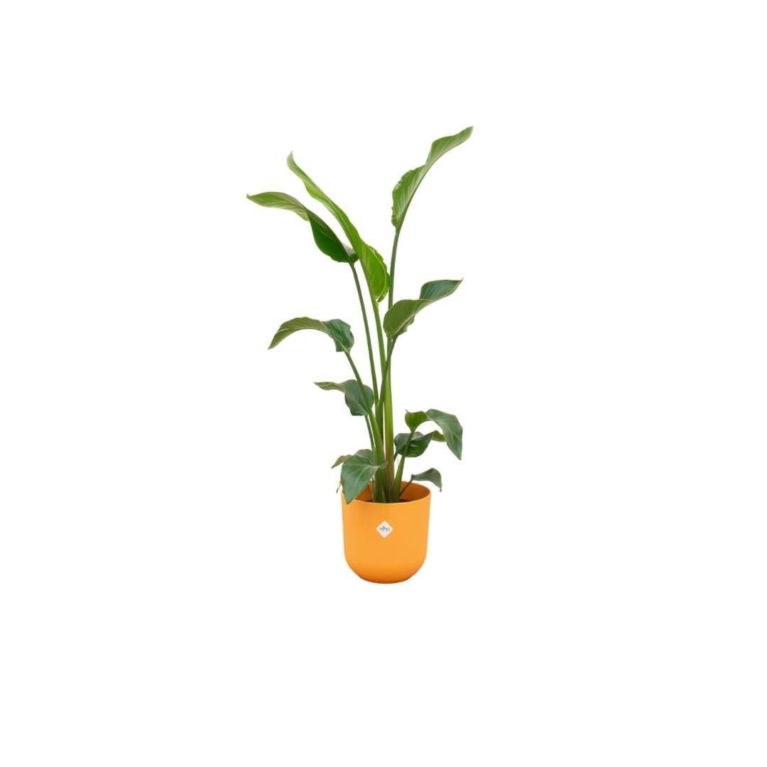 Strelitzia Nicolai 100cm et son pot- La Green Touch Jaune 23cm - Hauteur 100cm