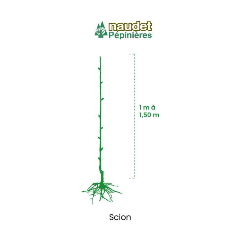 Cognassier 'Champion' BIO (Cydonia oblonga 'Champion') - Scion de 80 à 100cm - Pépinières Naudet - Imagen 4