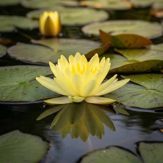 Nénuphar jaune - Nymphaea marliacea - 1x nénuphar multiflore et panier - Image 2
