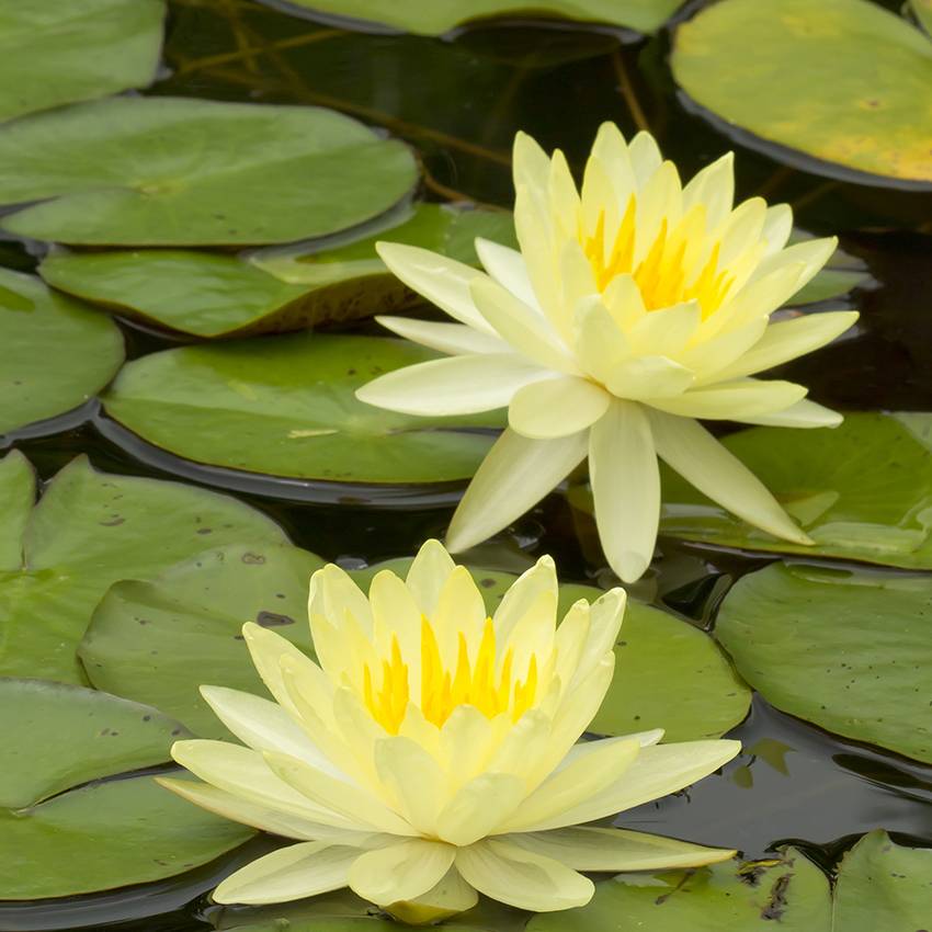 Nénuphar jaune - Nymphaea marliacea - 1x nénuphar multiflore et panier - Image 3