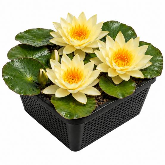 Nénuphar jaune - Nymphaea marliacea - 1x nénuphar multiflore et panier - Image 1