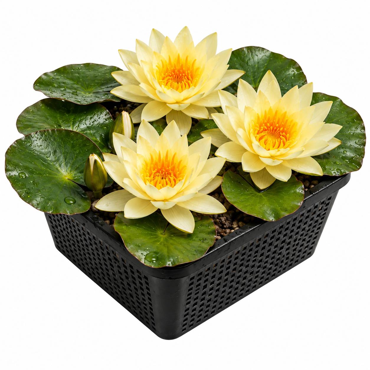 Nénuphar jaune - Nymphaea marliacea - 1x nénuphar multiflore et panier